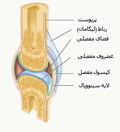 مفاصل